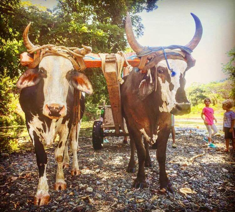 Nosara Eco Day Camp For KIDS- WEEKLY RESERVATION