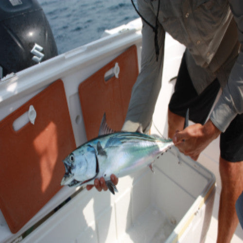 Inshore Deep Sea Fishing Trip