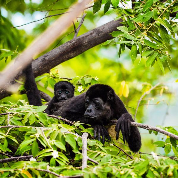 Monkey Refuge Center Visit