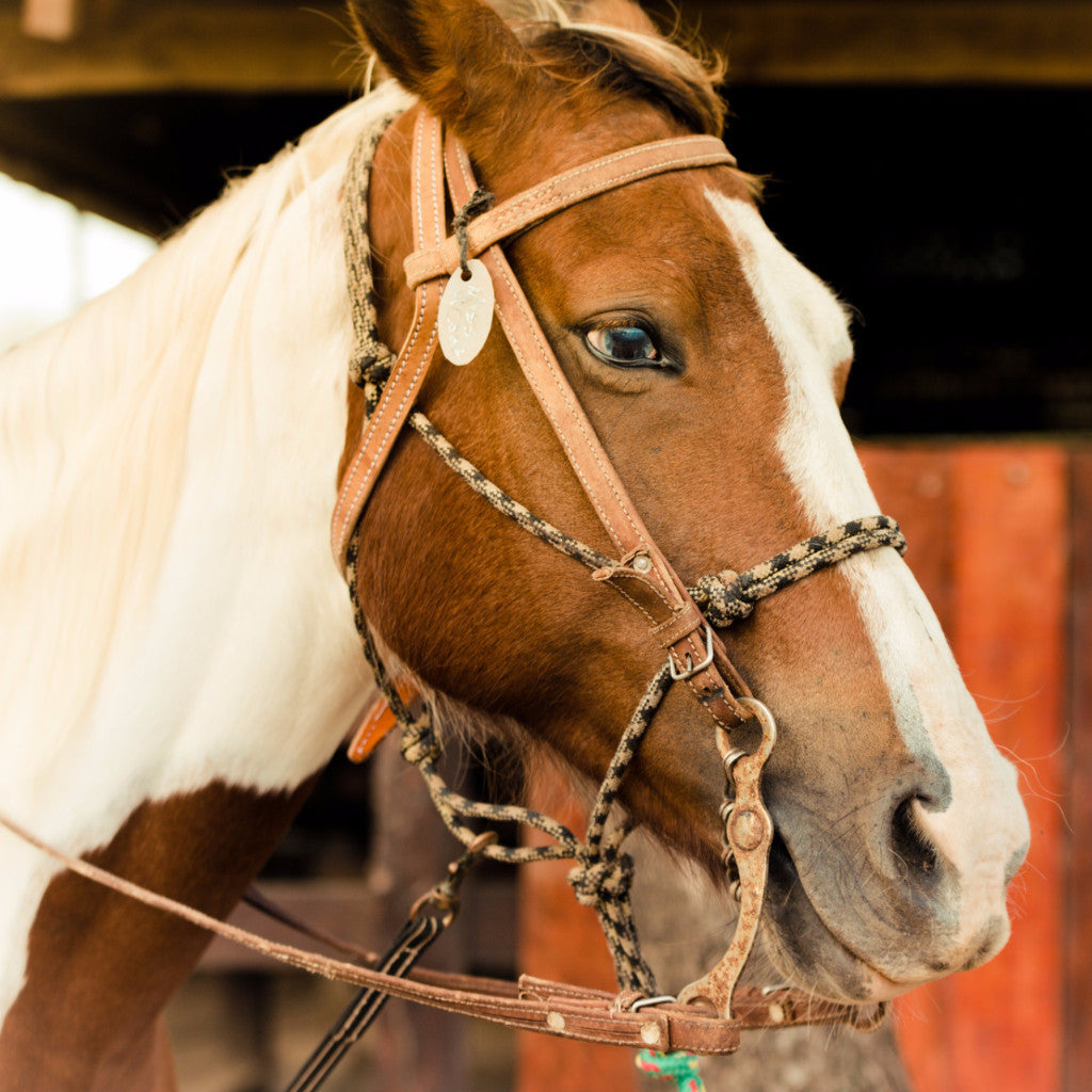 Horseback Sunset Tour of Playa Guiones and Playa Pelada